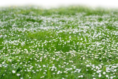 Çimenler ve bahar çiçekleri beyazlar üzerinde izole