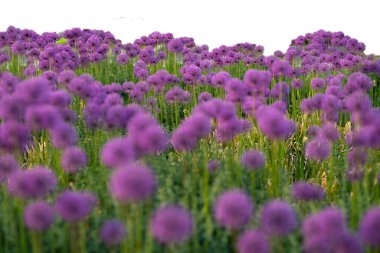 Beyaz çimenler ve mor bahar çiçekleri