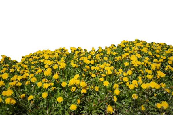 Trawa i żółte wiosenne kwiaty izolowane na białym — Zdjęcie stockowe