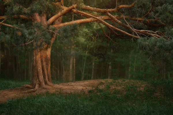 Foresta di conifere scuro con vecchi abeti rossi e pini — Foto Stock