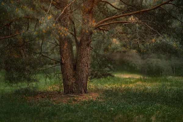 Bosque oscuro de coníferas con viejos abetos y pinos — Foto de Stock