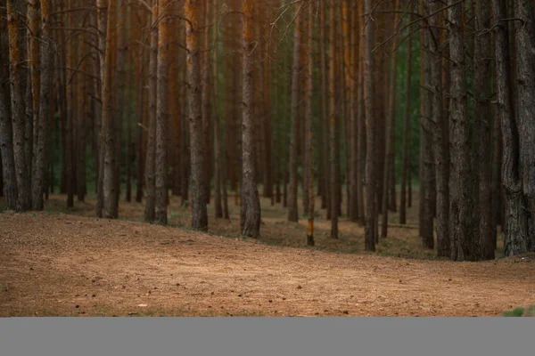 Dark coniferous forest with old spruce and pine trees — Stock Photo, Image