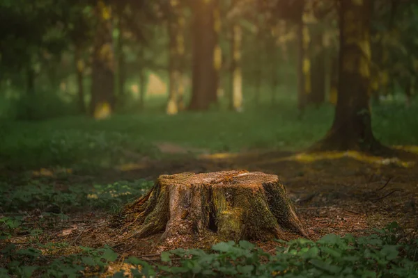 Eski ladin ve çam ağaçları olan koyu kozalaklı bir orman. — Stok fotoğraf