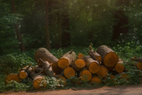 Mörk barrskog med gamla gran- och tallar — Stockfoto