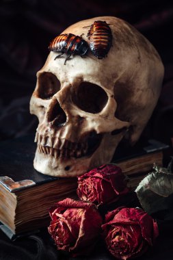 insan kafatası ile natürmort