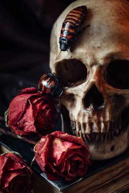 insan kafatası ile natürmort