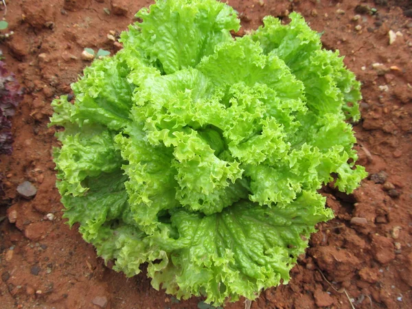 Leaf Lettuce in the Garden — Stock Photo, Image