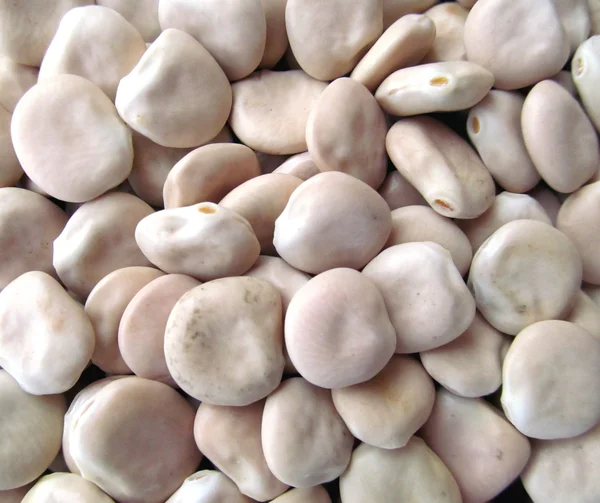 Lupini Beans from Close — Stock Photo, Image