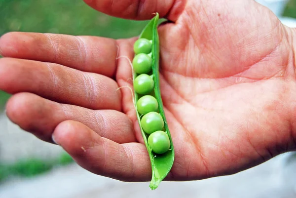 Main d'homme tenant la tige de pois vert cultivée au pays IV — Photo