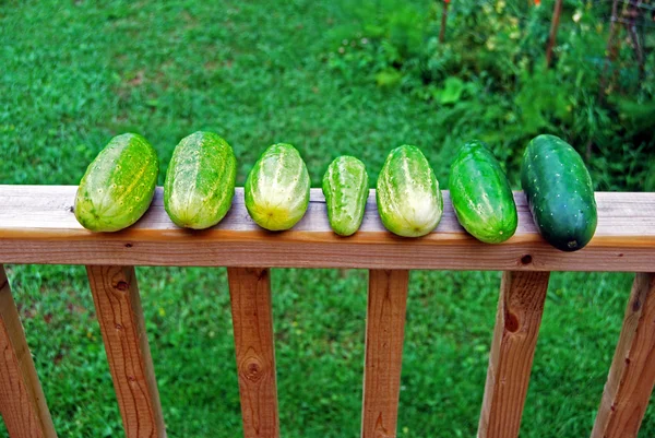 Homegrown świeżych ogórków w ogrodzie na deszczowy dzień — Zdjęcie stockowe