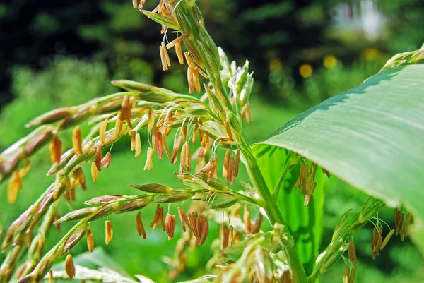 Flor de maíz de cerca I —  Fotos de Stock