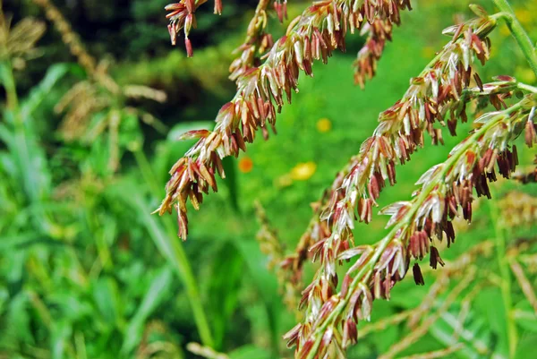 옥수수 꽃에서 가까운 Iii — 스톡 사진