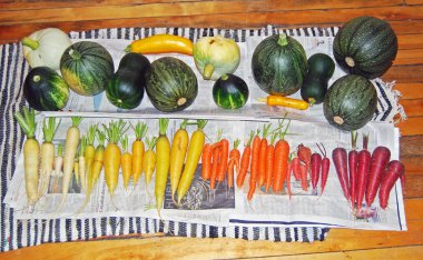 Kabakları ve Squashes temizlenmiş renkli gökkuşağı havuç