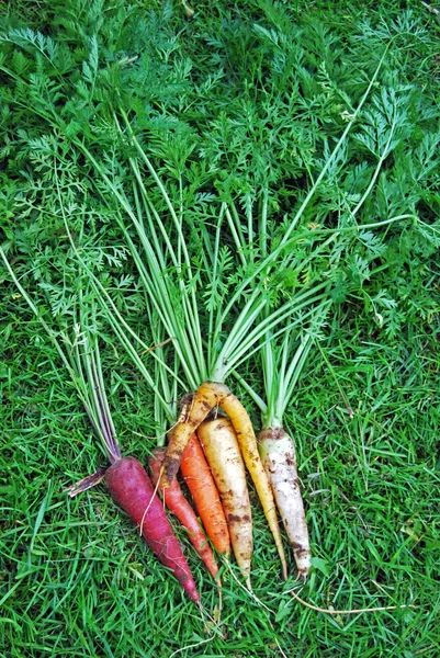 Carottes arc-en-ciel colorées sur herbe II — Photo