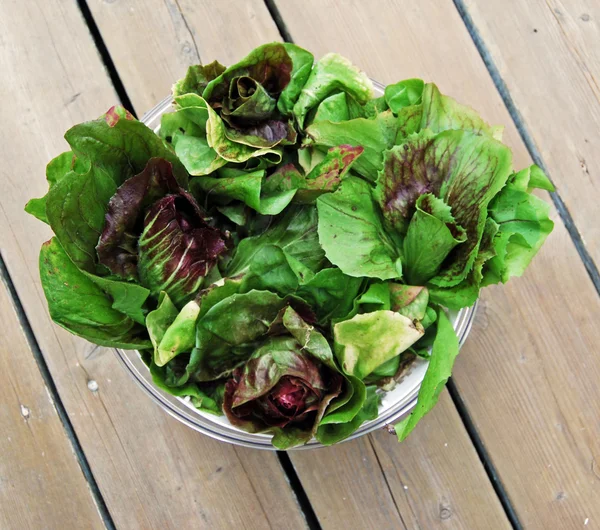 A Bowl of Fresh Radiccios or Chicories — Stock Photo, Image