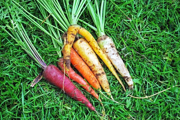 Τα καρότα πολύχρωμο ουράνιο τόξο στην χόρτο εγώ — Φωτογραφία Αρχείου