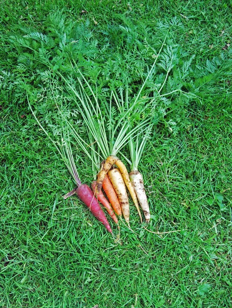 Kleurrijke Rainbow wortelen op gras Iii — Stockfoto