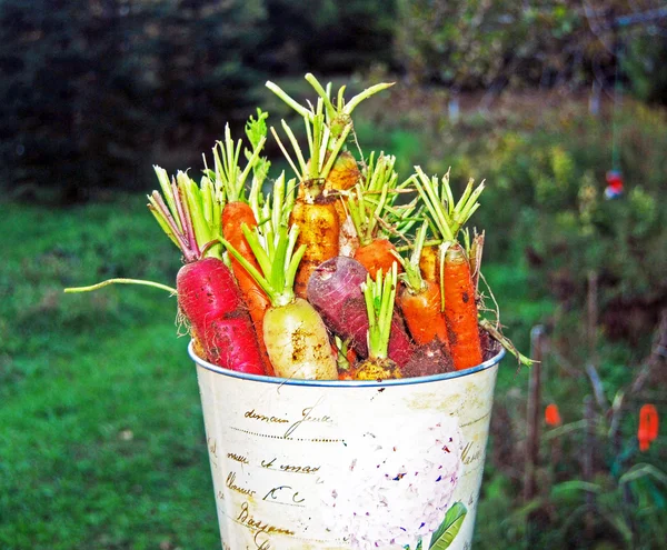 Cenouras coloridas recém-colhidas do arco-íris no balde — Fotografia de Stock
