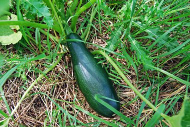 Siyah Güzellik yeşil kabak bahçede büyüyen