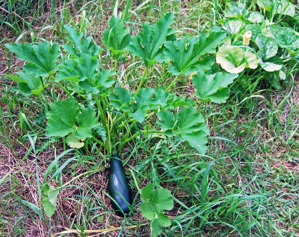 Negro belleza verde calabacín creciendo bajo planta de calabacín —  Fotos de Stock