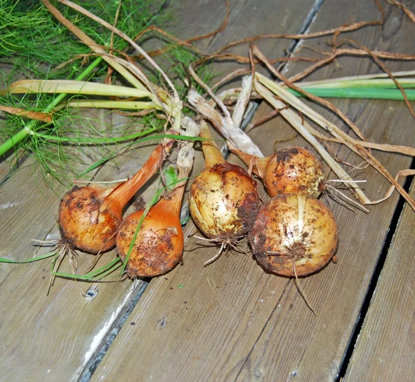 Cebollas jóvenes orgánicas recién cosechadas con verduras —  Fotos de Stock