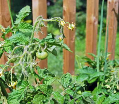 Güneş III olgunlaşma yeşil Balcon domates