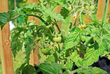 Güneş II olgunlaşma yeşil Balcon domates