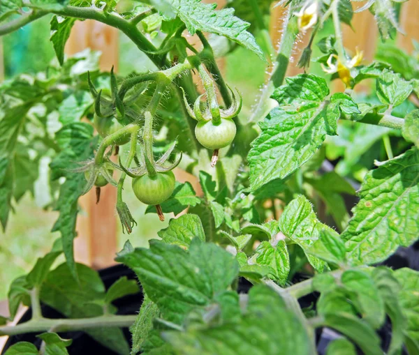Olgunlaşma gün ışığında yeşil Balcon domates