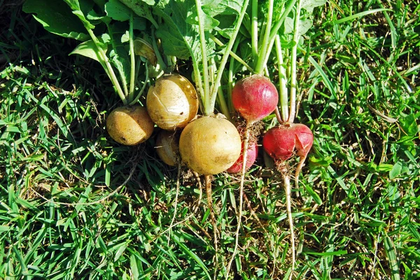 Poucos rabanetes amarelos recém-colhidos e rabanetes vermelhos com verdes de rabanete — Fotografia de Stock