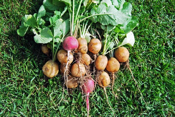 Rábanos amarillos recién cosechados y rábanos rojos con verde rábano — Foto de Stock