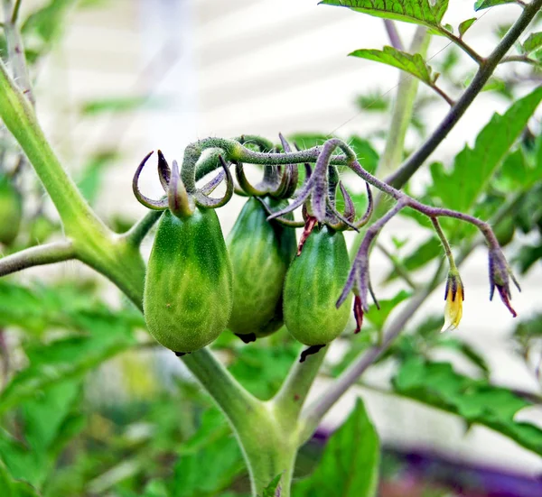 Pomodori di pera verdi che maturano in luce del sole III — Foto Stock