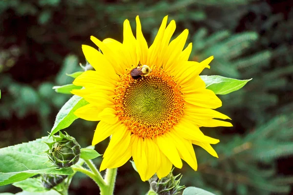 Girassol com Bumble abelha colheita pólen de perto — Fotografia de Stock