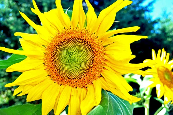 Girasole testa da vicino — Foto Stock