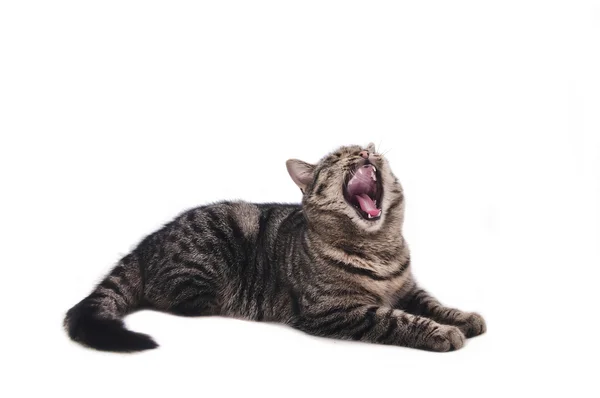 kedi esneme