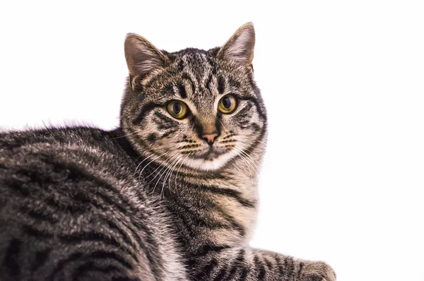 Young grey cat isolated on white — Stock Photo, Image