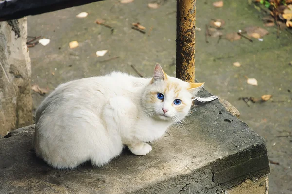 Mavi gözlü güzel beyaz kedi. — Stok fotoğraf