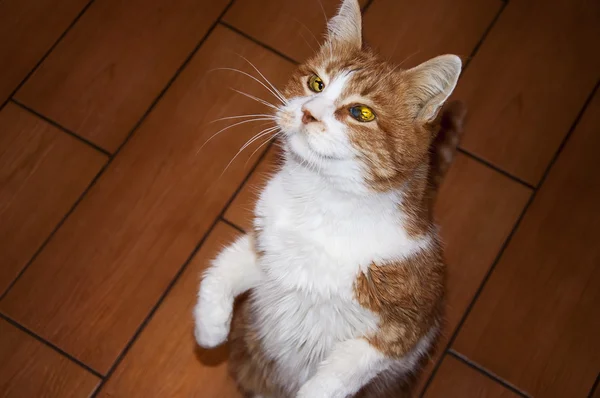 Красная кошка смотрит вверх — стоковое фото