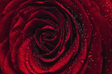 Makro kırmızı gül