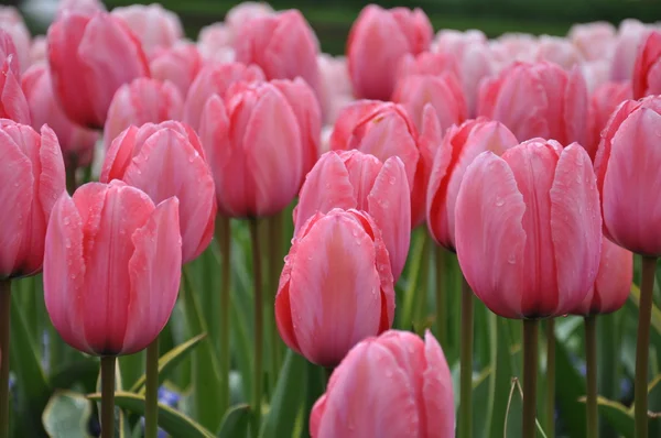 Keukenhof parkının güzel doğa