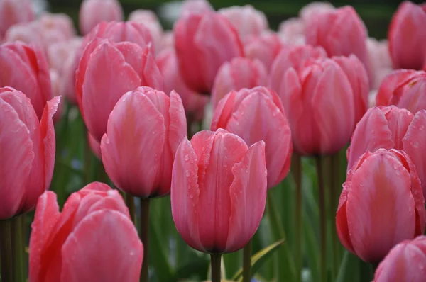 Keukenhof parkının güzel doğa