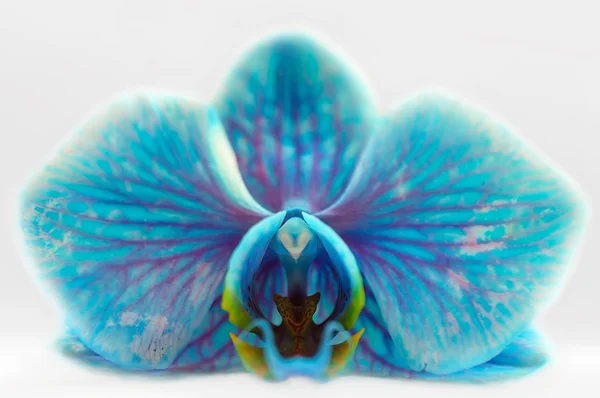 Niebieski orchidea kwiat makro na białym tle — Zdjęcie stockowe