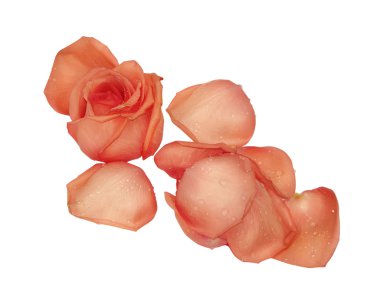 Gül ile gevşek yaprakları