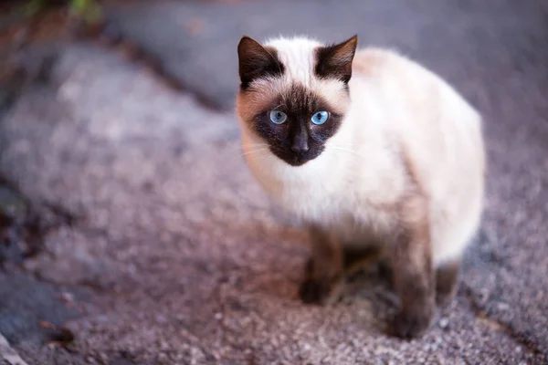 Mavi gözlü, esmer yüzlü, yıllardan beri sokakta oturan bir kedi. Doğrudan kendine güvenen bir bakış. Terk edilmiş hayvan. Evsiz hayvan konsepti. Evcil hayvanlar dışarıda.. 