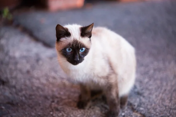 Azul olho costura gato à procura de comida ao ar livre. Olho confiante em frente. Cara de café. Animal de estimação abandonado. Conceito de animal sem abrigo. Animais domésticos na rua. — Fotografia de Stock