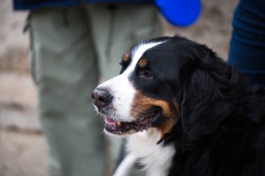 Bernese çoban köpeği sahibinin yanında oturur. Gülümseyen hayvan profili. Köpeği yürüyüşe çıkarıyorum. Evcil hayvanlar dışarıda. Güven ve dostluk yarışması. Köpeğe ağızlık yok. Soyluluk ve çeviklik 