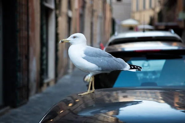 Gaviota en la ciudad. Un gran albatros de cabeza blanca de perfil se encuentra en el techo del coche. Roma centro de la ciudad antigua calle en el fondo. Escena clásica italiana. Animales salvajes en el paisaje urbano. Imagen en contraste. Viejo. — Foto de Stock