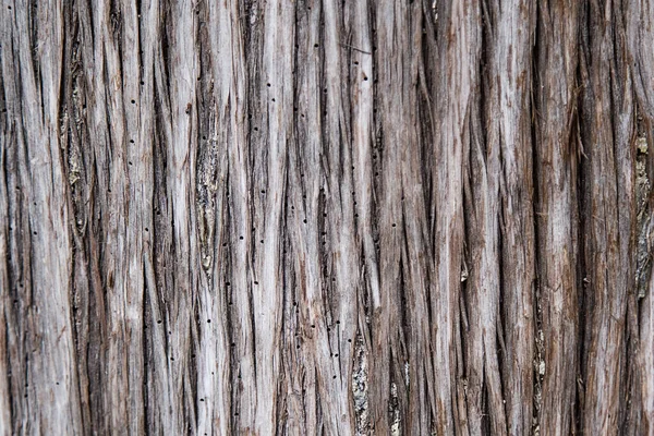 Bark of tree close up with dots made by insects. Tree damaged by bark beetle. Background and wallpaper picture with vertical lines. Wooden natural texture in grey and light brown. — Stock Image Bark of tree close up with dots made by insects. Tree damaged by bark beetle. Background and wallpaper picture with vertical lines. Wooden natural texture in grey and light brown. Stock Picture