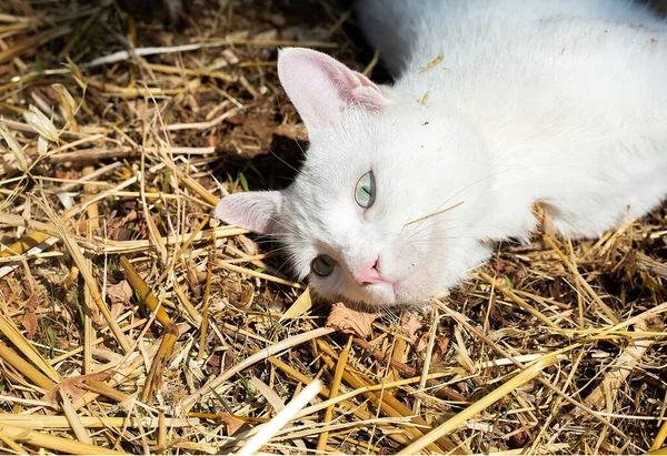 Gato branco com olhos verdes retrato. Pet coloca no feno ao sol com os olhos abertos. Conceito de tempo livre. Animal doméstico em uma fazenda. Queimadura solar. Espaço para cópia. Gatos selvagens. Liberdade. — Fotografia de Stock