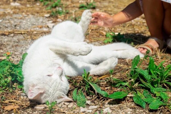 Gato doméstico branco brinca ao sol com uma menina. Sem rosto. A mão toca a perna de animal. Pet e amizade do bebê. A crescer juntos. Férias no campo. A viver numa realidade agrícola. Relaxamento — Fotografia de Stock