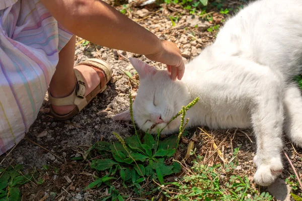 Gato doméstico branco dormindo ao sol com a menina perto. Sem rosto. A mão toca o animal. Pet e amizade do bebê. A crescer juntos. Férias no campo. A viver numa realidade agrícola. Relaxamento — Fotografia de Stock